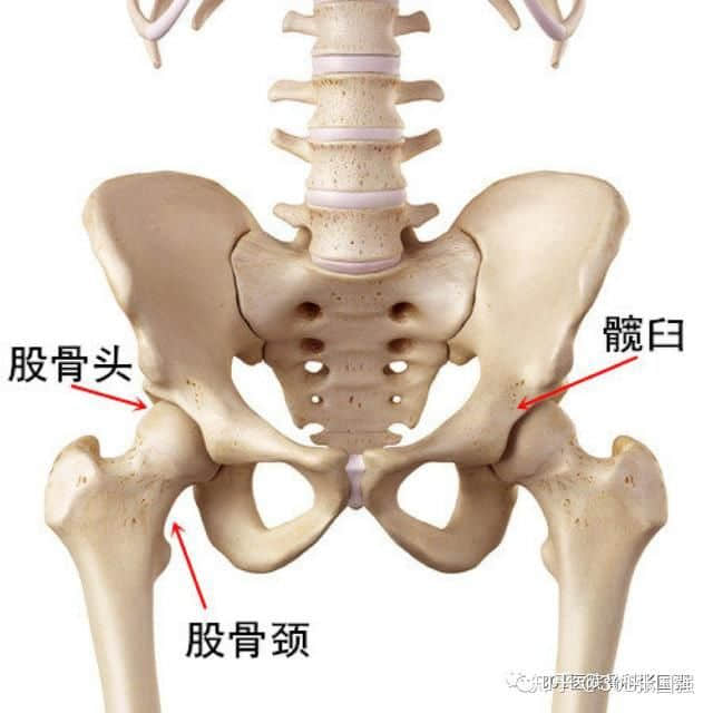 成人先天性髖關節(jié)脫位 怎么治？