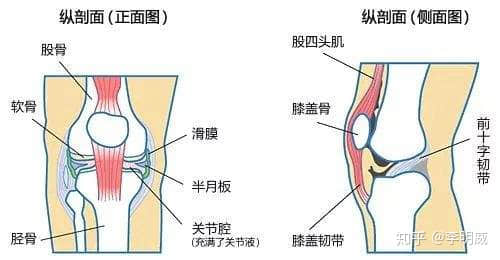 拍片子顯示髕骨軟化了，髕骨在哪里？